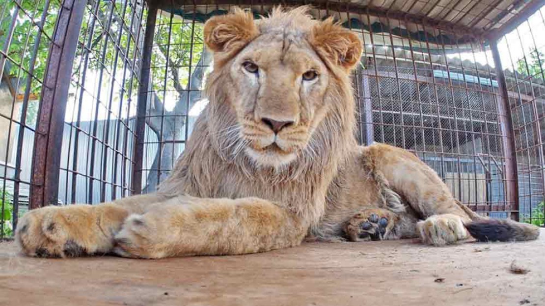 gallery-beside-zoo-01