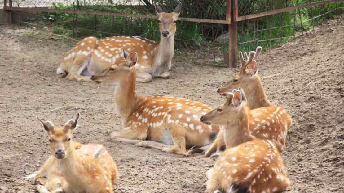 gallery-beside-zoo-02