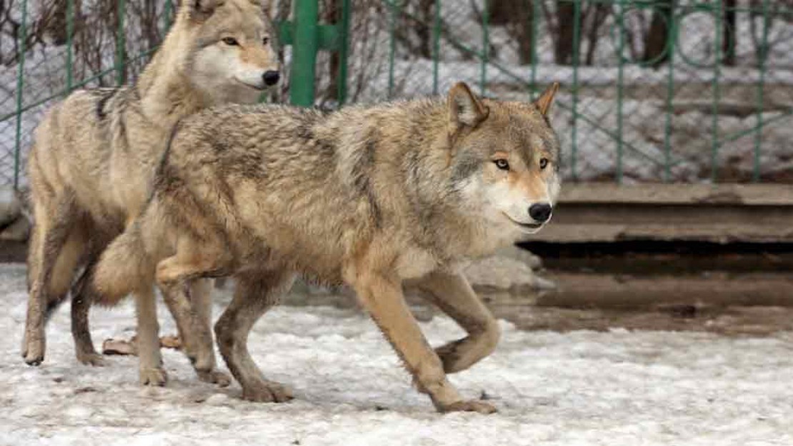 gallery-beside-zoo-03